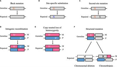 Reversion Mosaicism in Primary Immunodeficiency Diseases